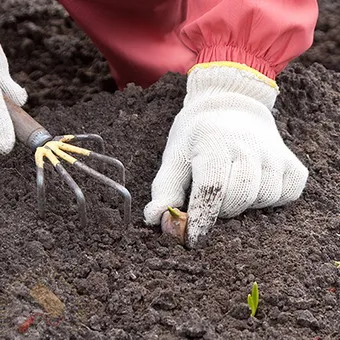 tehnologia de cultivare usturoi