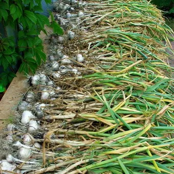 tehnologia de cultivare usturoi
