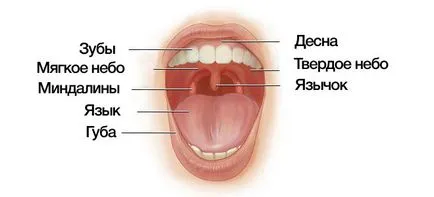 Din ceea ce umflarea limbii Din ceea ce umflarea limbii