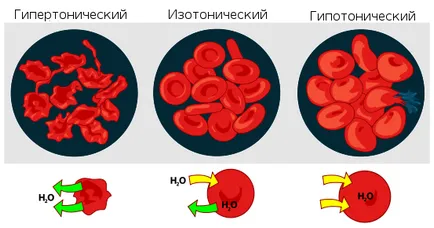 Osmolaritatea - l
