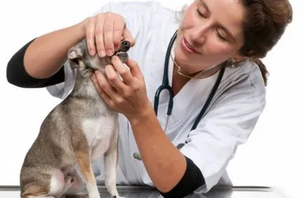 Boala parodontală la câini Boala parodontală la câini