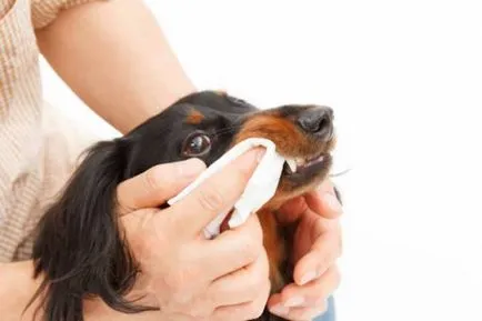 Boala parodontală la câini Boala parodontală la câini
