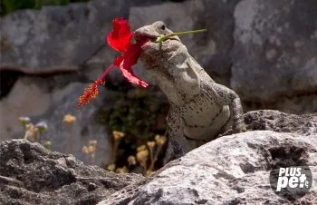 Că mânca Iguanele