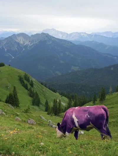 Vaca mănâncă iarbă Vaca mănâncă iarbă