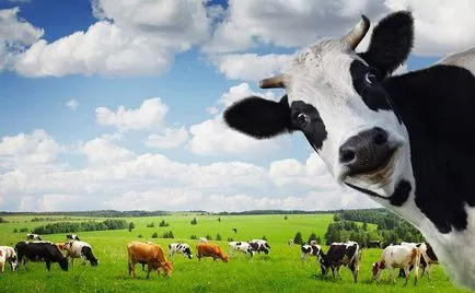 Vaca mănâncă iarbă
