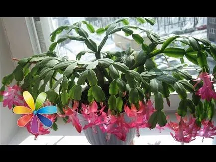 De ce coloana fonit