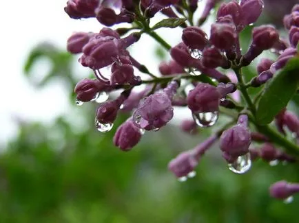 Cât de util liliac