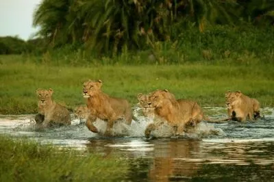 Care crește în Africa Care crește în Africa