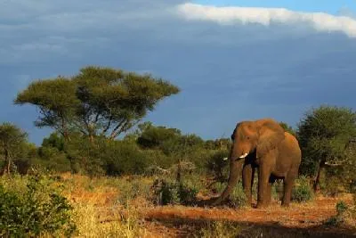Care crește în Africa Care crește în Africa