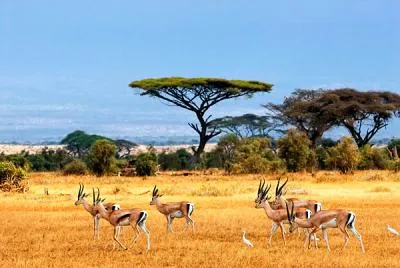 Care crește în Africa Care crește în Africa