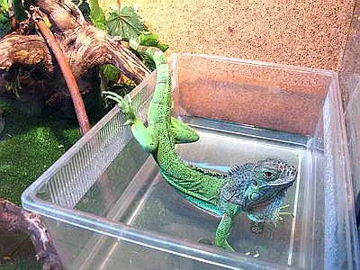 Că mânca Iguanele