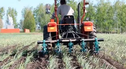 tehnologia de cultivare usturoi