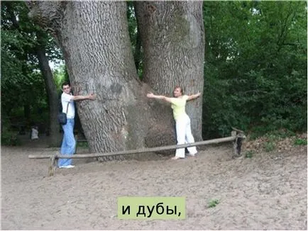 Prezentarea a ceea ce pădure