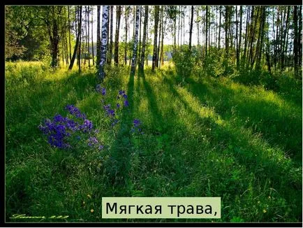 Prezentarea a ceea ce pădure