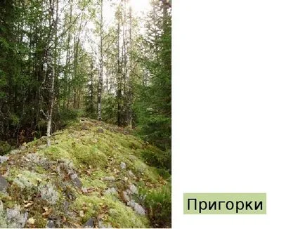 Prezentarea a ceea ce pădure