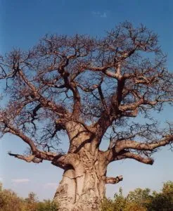 Care crește în Africa Care crește în Africa