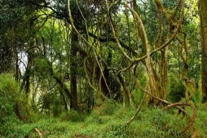 Care crește în Africa Care crește în Africa