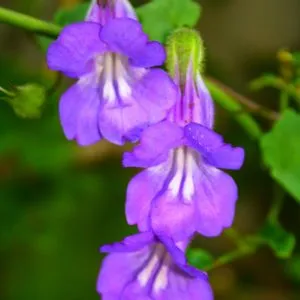 Ce să crească răsaduri de flori Ce să crească răsaduri de flori