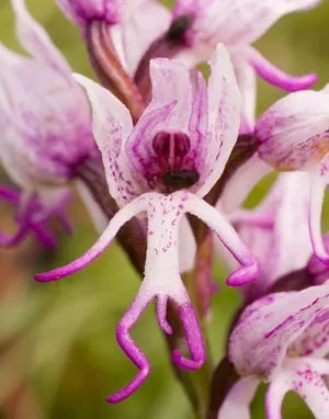 floare de grădină cu flori rosii