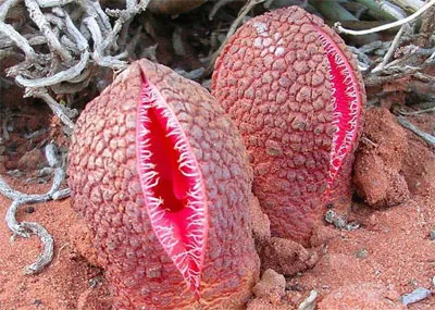 floare de grădină cu flori rosii
