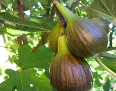 floare de grădină cu flori rosii