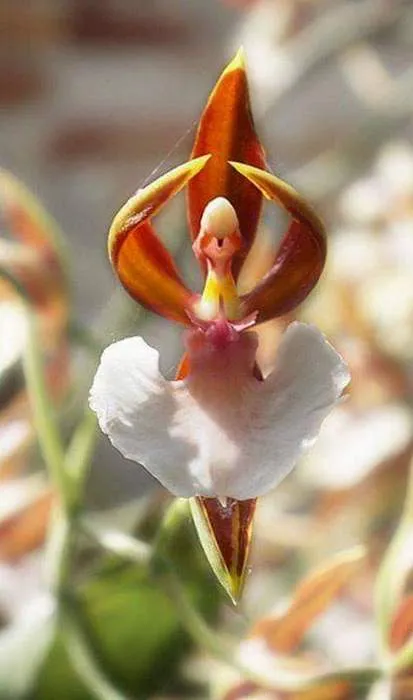 floare de grădină cu flori rosii