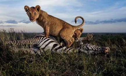 Care crește în Africa