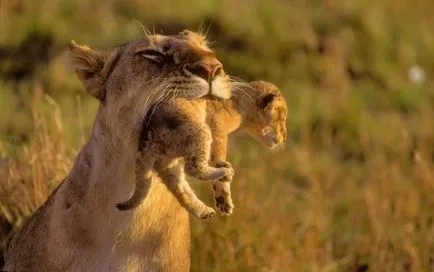 Care crește în Africa