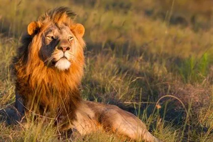 Care crește în Africa