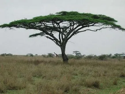 Care crește în Africa