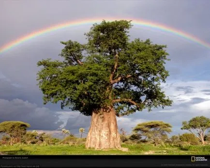 Care crește în Africa
