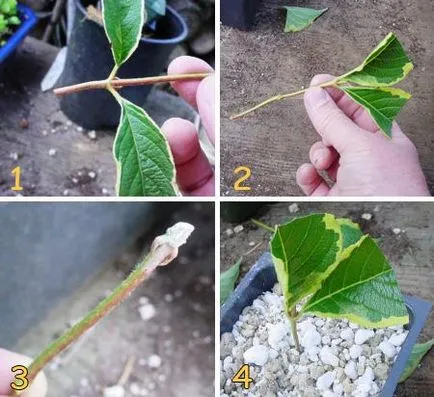 Care sunt butași de tulpină Care sunt butași de tulpină
