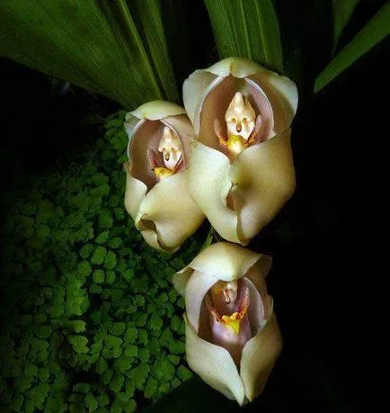 floare de grădină cu flori rosii