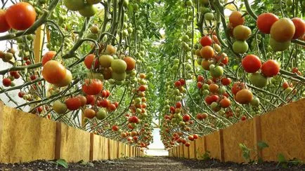 Varietatea de tomate pentru seră Varietatea de tomate pentru seră