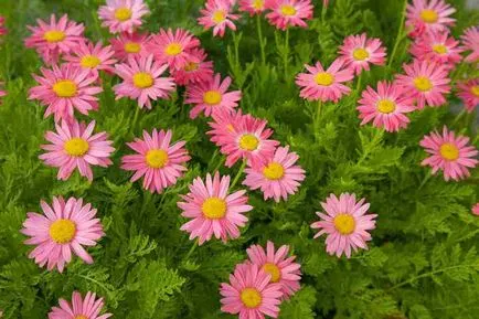 floare de grădină cu flori rosii