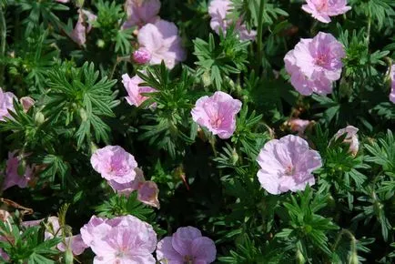 floare de grădină cu flori rosii
