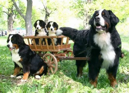 Cel mai tare câine Cel mai tare câine