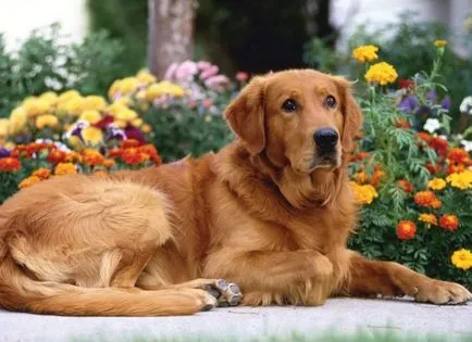 Cel mai tare câine Cel mai tare câine