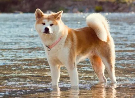 Cel mai tare câine Cel mai tare câine