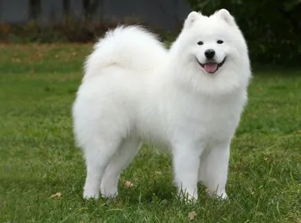 Cel mai tare câine Cel mai tare câine