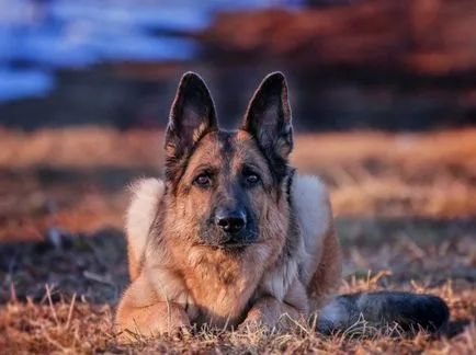 Cel mai tare câine Cel mai tare câine