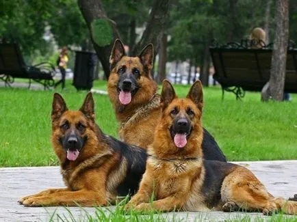 Cel mai tare câine Cel mai tare câine