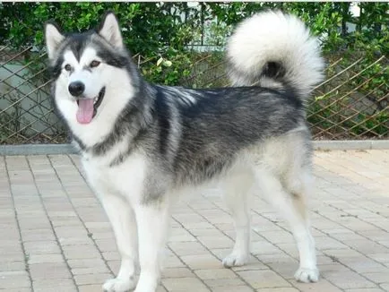 Cel mai tare câine Cel mai tare câine