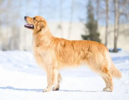 Cel mai tare câine Cel mai tare câine