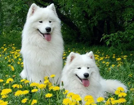 Cel mai tare câine Cel mai tare câine