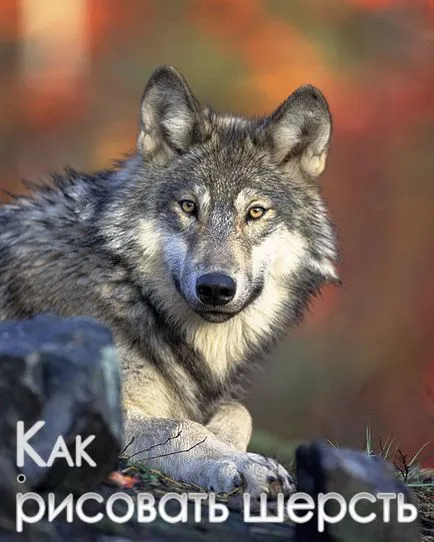 Cum să atragă păr Cum să atragă păr