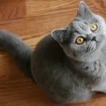 pisica Scottish Fold violet