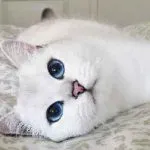 pisica Scottish Fold violet