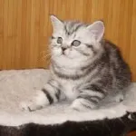 pisica Scottish Fold violet
