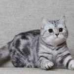 pisica Scottish Fold violet